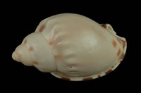 藏品(斑點小鬘螺)的圖片